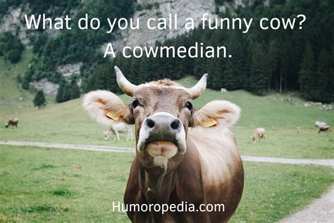 45+ Best Funny Cow Puns & Jokes To Make You Smile Away