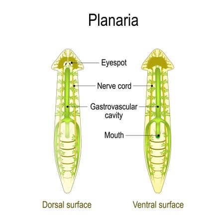 Vector of planarian Anatomy. Dorsal and - ID:119628148 - Royalty Free ...