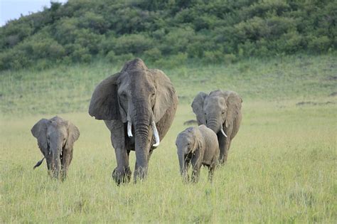 Why visit Maasai Mara - reasons for visiting masai mara