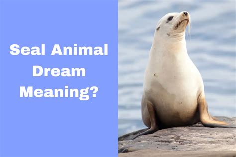 Dream Meaning Of Seals: Uncover The Symbolism Behind This Animal - The Dream Meaning