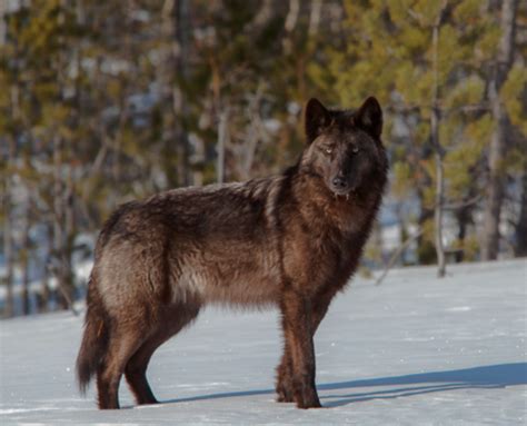 The 25 Wolves of the World | HubPages