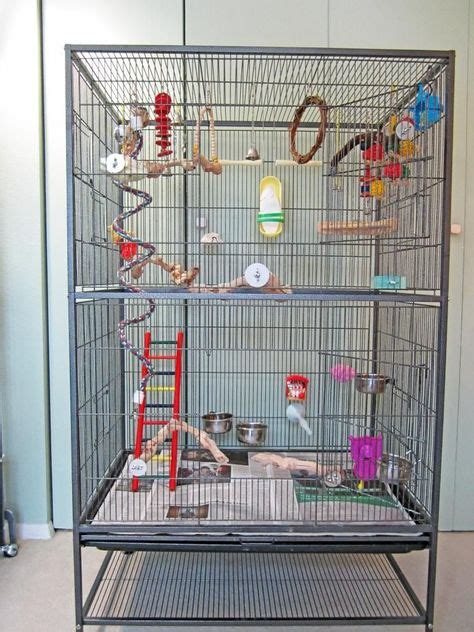 8 Best Budgie Love images in 2020 | Parakeet cage, Budgies, Parakeet