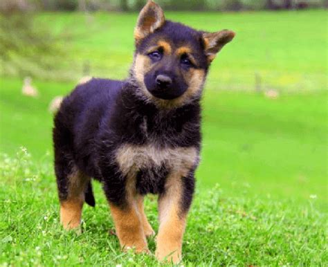 The Miniature German Shepherd: Everything You Need to Know - PetDT