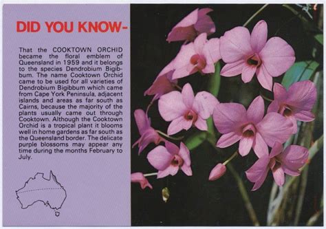 Cooktown Orchid | Orchids, Australian flora, Species