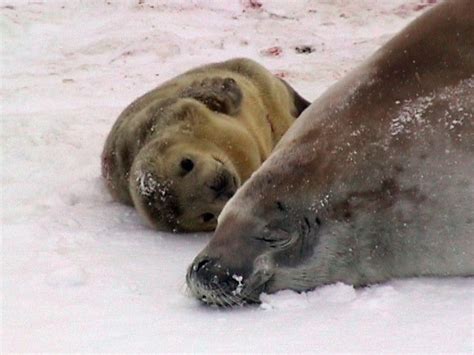 Crabeater Seal Pup - Just a Few Hours Old