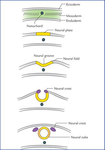 Primitive Streak, Notochord, Neural Tube, Neural Crest Cells