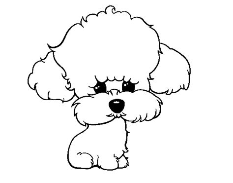 Puppy poodle coloring page - Coloringcrew.com