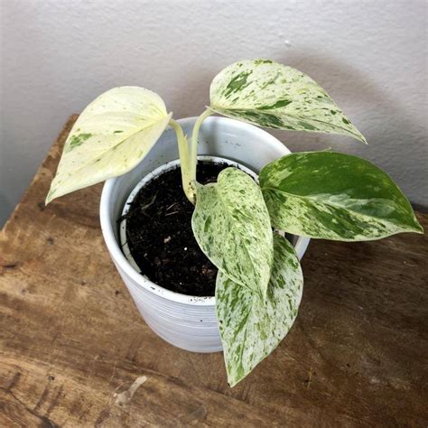 Snow Queen Pothos: Full Care Guide!