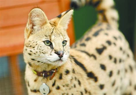 Meet "Boomer," an African serval living on Washington's Palouse prairie ...