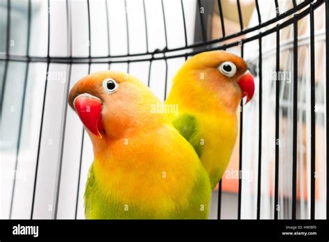 Couple of beautiful colorful Lovebirds in the bird cage Stock Photo - Alamy