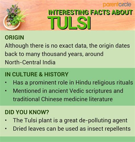 Holy Basil (Tulsi) Health Benefits, Side Effects of Holy Basil, Uses & Nutritional Values of ...