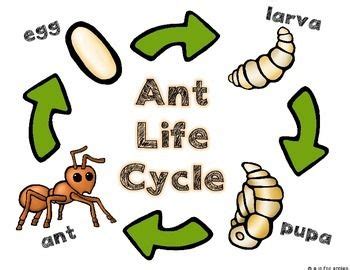 All About Ants! {Life Cycle, Ant Bodies} Preschool Ant Activities ...