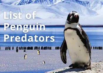 What Eats Penguins: 9 Penguin Predators, in Water, on Land