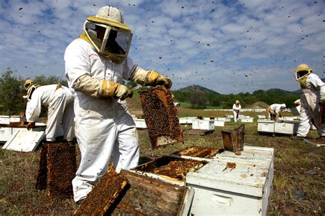 Lesson Plan | Trouble in the Hive: Researching the Decimation of Honeybee Colonies - The New ...