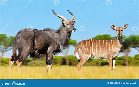 Male And Female Nyala Antelope. Royalty-Free Stock Photo ...