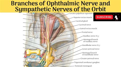 Branches of Ophthalmic Nerve - Lacrimal, Frontal & Nasociliary Nerves & Sympathethic Nerves of ...