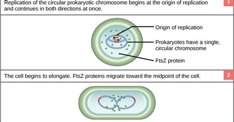 Lets Go Blog (Science, Technology and Information): PROKARYOTIC CELL DIVISION