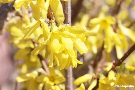 Forsythia Tree - How to Plant and Care for Forsythia Bushes ...