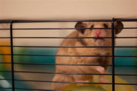 What's the Problem With Classroom 'Pets'? | PETA