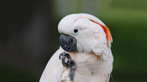 Moluccan Cockatoo - Elmwood Park Zoo