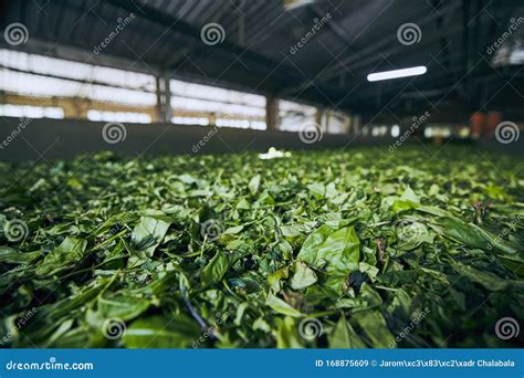 Production in tea factory stock image. Image of food - 168875609