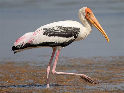 Painted Stork - eBird