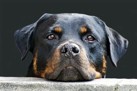 14 Scary Looking Dog Breeds That'll Make Criminals Think Twice