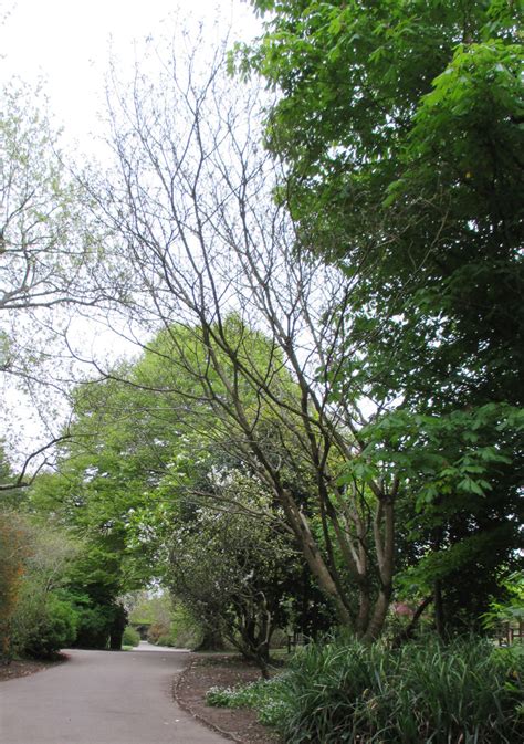 Broussonetia papyrifera in Roath Park Botanic Garden