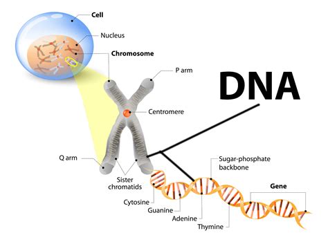 DNA » Resources » Surfnetkids