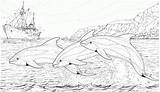 Coloring Pages For Adults Dolphins  Home sketch template