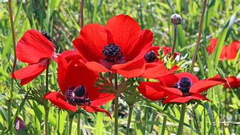 A Valentine's Day look at Israel's flower industry - ISRAEL21c