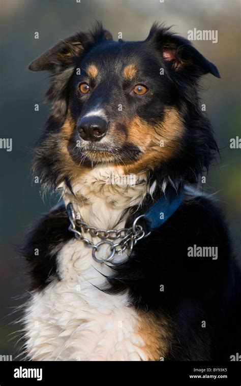 Border collie dog Single adult male portrait Park, Gosport Stock Photo - Alamy