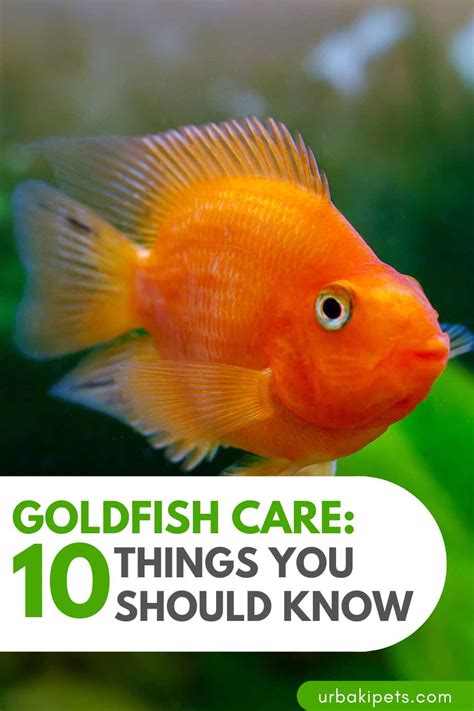 Goldfish Care: 10 Things You Should Know – Urbaki Pets