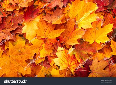 Background Group Autumn Orange Leaves Outdoor Stock Photo 60488686 ...