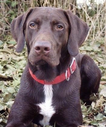 German Shorthaired Pointer Lab Mix