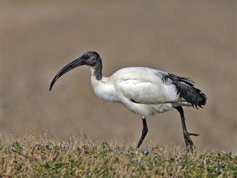 Sacred Ibis by GPMASS | ePHOTOzine