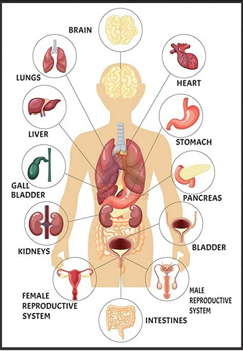 the human body with all its organs and their corresponding organ ...