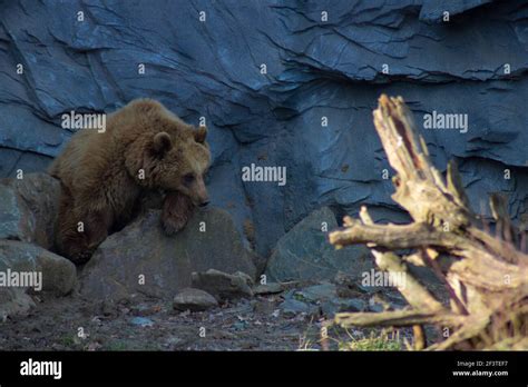 A large brown bear in its habitat Stock Photo - Alamy