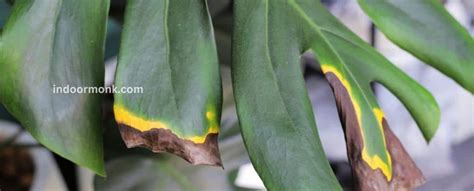 Philodendron Diseases - All You Need To Know - Indoor Monk