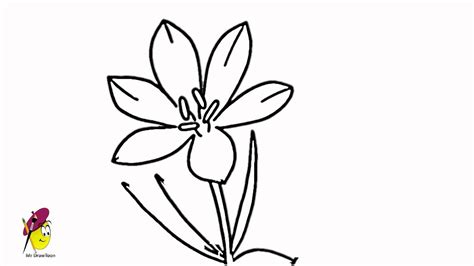 Blossom Crocus flower - How to draw Flowers - YouTube