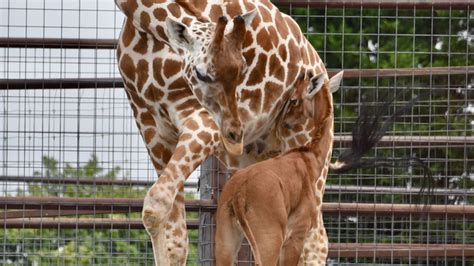 Spotless giraffe name to be announced on NBC Today Show on WCYB