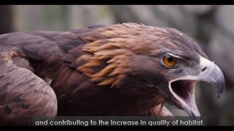 Discovering the nesting secrets of the Golden Eagle - YouTube