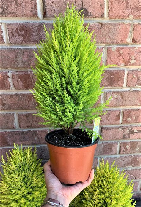 Lemon Cypress Tree Indoors/out 6 Pot You Will - Etsy | Lemon cypress, Topiary plants, House ...