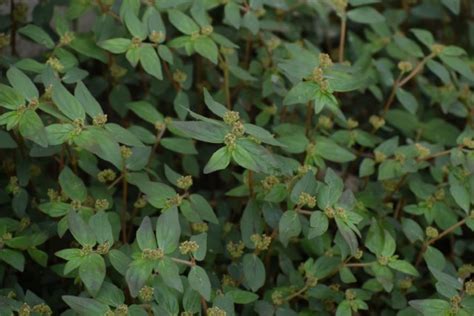 Spurge Weed Identification [How to Kill Spurge in Your Lawn]