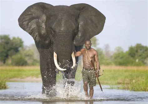 African Bush Elephant Facts | Anatomy, Diet, Habitat, Behavior - Animals Time