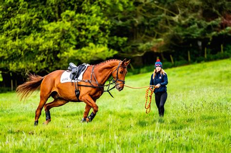 How to Structure a 20-Minute Lunging Session For Your Horse | Horses ...