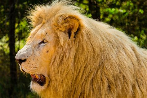 Male white lion, Lion Park, near Johannesburg, South Africa. The white ...