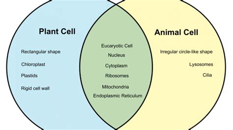 Amazing Venn Diagram Of Plant And Animal Cells of all time Learn more ...