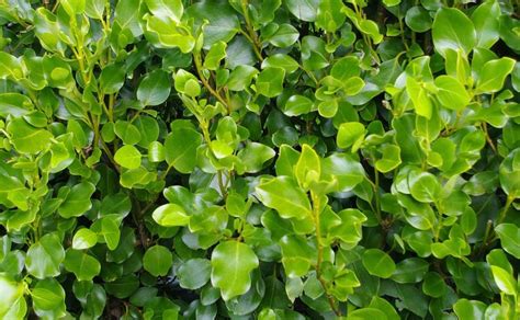 Griselinia Littoralis - Garden Direct.ie