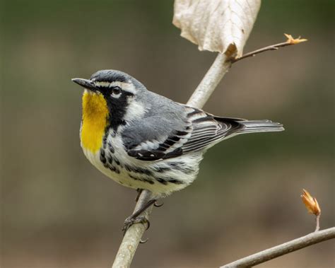 Yellow-throated Warbler - FeederWatch